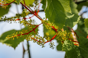 Close-up of a grapevine with young green grape clusters and vivid red stems surrounded by lush...