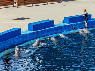 Beautiful grey dolphins swim in the clear water of the dolphinarium next to the blue pedestals