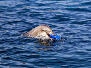 Beautiful grey dolphin playing with blue bottle in clear transparent water of dolphinarium with...