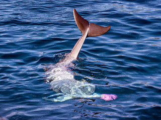 Beautiful gray dolphin plays with pink ball in clear water of dolphinarium close up