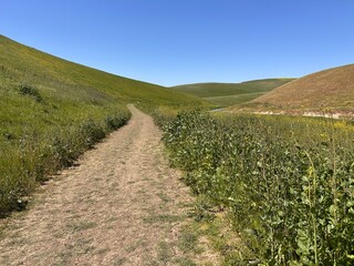 Beautiful winding dirt path through lush green hills on a sunny day in the countryside during spring