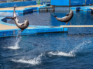 Two beautiful dolphins doing somersaults in the air with splashes in the dolphinarium