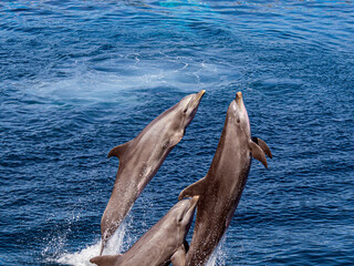 Three beautiful smooth dolphins jump out of clear blue water with splashes and waves in the...