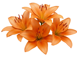 Close up of four vibrant orange lilies with detailed stamen and petals isolated on transparent background