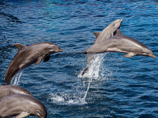 Beautiful grey dolphins jumping out of clear blue water with splashes and waves