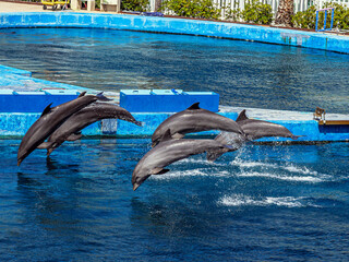 Beautiful dolphins jump out of blue water with splashes in dolphinarium