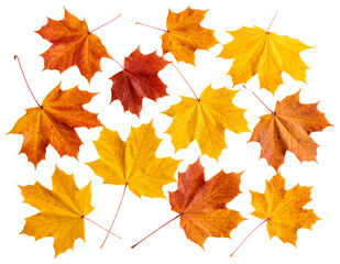 Flat Lay of Mixed Autumn Maple Leaves in Gradient Colors, Scattered Pattern, Transparent Background