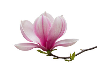 Delicate pink magnolia flower blooming on a branch isolated on transparent background