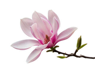Delicate pink magnolia flower blooming on a branch with new green leaves isolated on transparent background