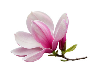 Beautiful pink magnolia flower with buds and leaves isolated on transparent background