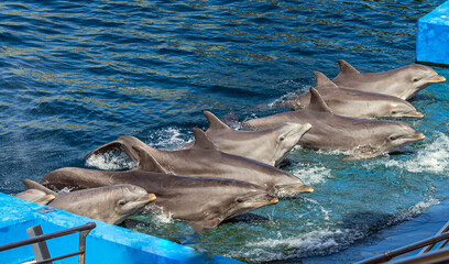 Beautiful grey dolphins emerge on a blue pedestal with splashes and waves of water