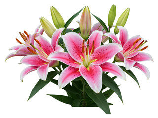 Fototapeta premium Beautiful pink and white lilies with green buds and leaves isolated on transparent background