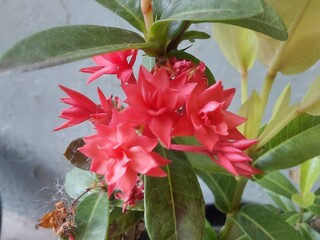 Bright Red Ixora Blooms with Green Leaves Outdoors