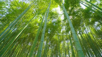 The bamboo forest through the sunlight and the sound of the wind flick the leaves