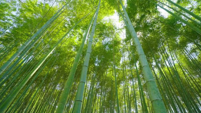 The bamboo forest through the sunlight and the sound of the wind flick the leaves