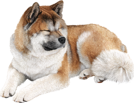 Akita Resting with Front Legs Extended and Eyes Half-Closed, Top-Down Angle, Isolated on Transparent Background