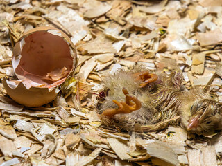 The egg from which the chick hatched