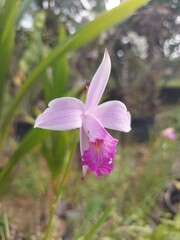 Close-Up of Pink Bamboo Orchid (Arundina graminifolia) in Garden