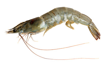 The High-resolution photograph of ingredients for cooking: Pacific white shrimp