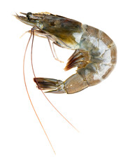 The High-resolution photograph of ingredients for cooking: Pacific white shrimp