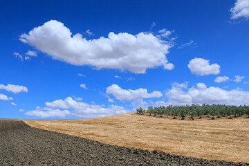 Summer hilly landscape with agriculture fields in Apulia, southern Italy: plowed and reaped lands...