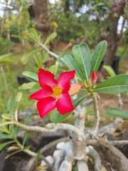 Close-Up of Exotic Red Adenium Obesum Blossom with Green Leaves