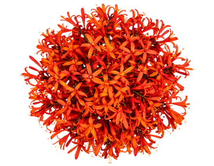 Naklejka premium Top-Down View of Crocosmia Bloom Cluster with Layered Petals and Central Focus, Transparent PNG