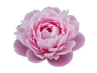 Delicate pink peony flower with layered petals isolated on transparent background