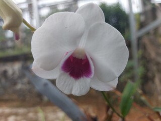 Close-Up of White Orchid Flower with Purple Center in the Garden