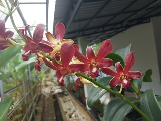 Close-Up of Maroon Red Orchid Flowers with Yellow Edges