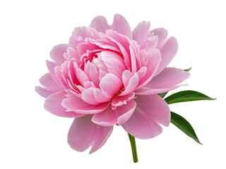 Beautiful pink peony flower with green leaves isolated on transparent background