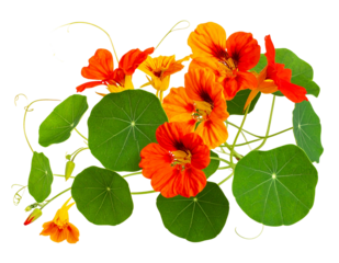  Tailing Nasturtium Vine with Blooms, Buds, and Round Leaves, Side Profile Botanical View, Transparent PNG