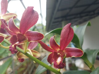 Close-Up of Maroon Red Orchid Flowers with Yellow Edges