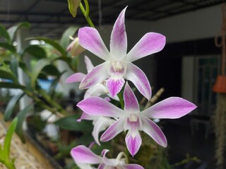 Beautiful Orchid Cluster in Home Garden with Green Leaves