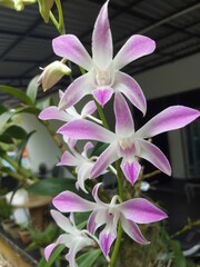 Beautiful Orchid Cluster in Home Garden with Green Leaves
