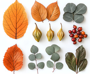 Autumnal arrangement featuring various leaves, berries, and seed pods, presented on a white backdrop.