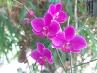 Vibrant Pink Orchid Blossoms and Buds on Outdoor Plant