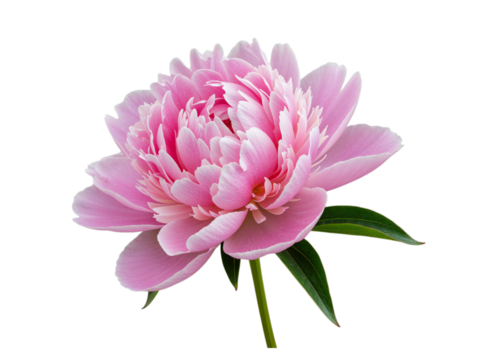 Delicate pink peony flower with green leaves isolated on transparent background