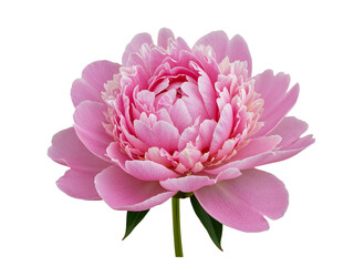 Beautiful pink peony flower with green leaves isolated on transparent background