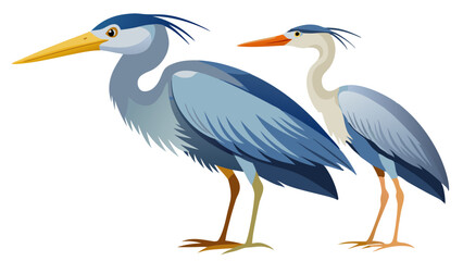 blue heron ardea cinerea