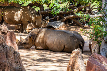 A large rhinoceros rests in a biopark next to a rock against a backdrop of trees and plants on a...