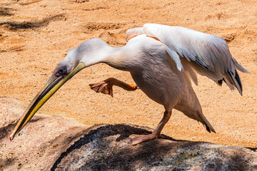 A large pelican sits in front of a pond on one paw in the shade of a tree