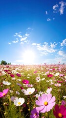 Obraz premium A vibrant field of cosmos flowers under a brilliant blue sky