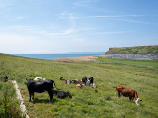 Fototapeta premium brown and black cows in dorset countryside near jurassic coast in England