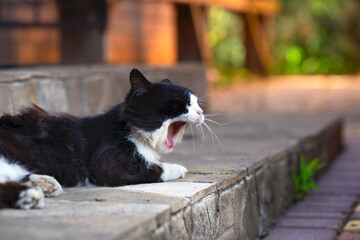 Cat yawns, warm atmospheric photo in the yard at sunset.
