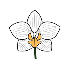 Vector Illustration of Orchid Flower with Bold Black Outlines and Flat Colors in Modern Graphic Style