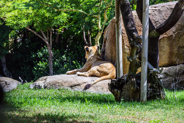 A beautiful lioness rests in the shade of a large rock in the biopark