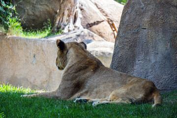 Beautiful lioness resting in the shade of a tree on green grass