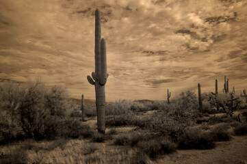 Sonora Desert Arizona in Infrared