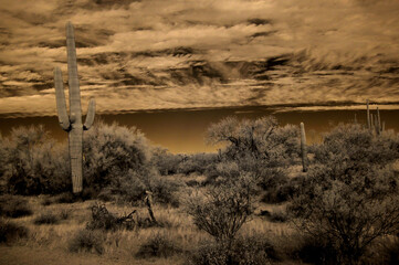 Sonora Desert Arizona in Infrared